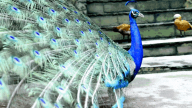 ADDON PFAU- Einzelprojekt